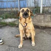 Juliana - sanft und bescheiden, Hündin zur Adoption