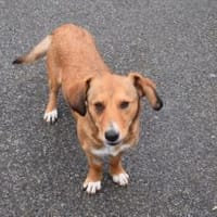 Ginger - klein und freundlich, Hündin zur Adoption