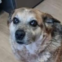 Omi BONNI braucht ein Zuhause, Hündin zur Adoption