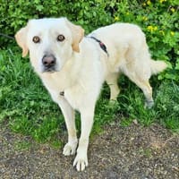 Essenza auf Pflegestelle in Hessen, Hund zur Adoption