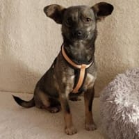 Cisco, Hund zur Adoption