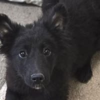 Zuckermaus KATE, Hündin zur Adoption