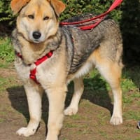 Ruffy ist ein liebenswerter Hund, Hund zur Adoption