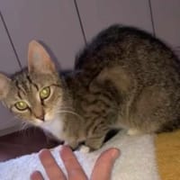 Schüchterne Lilly, Katze zur Adoption