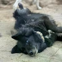 LILITH - blind aber nicht hilflos, Hündin zur Adoption