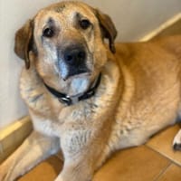 GLYKERIA - wahre Sonnenschein-Hündin, Hündin zur Adoption