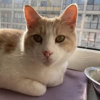 Quinn sucht liebevolle Dosenöffner, Kater zur Adoption