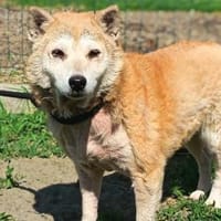 Lana möchte nur Liebe, Hündin zur Adoption