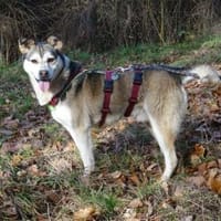 Bonus - 53557 Bad Hönningen, Hund zur Adoption