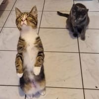 Tayo u. Gloria suchen liebevolles Heim, Kater zur Adoption