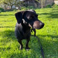 Georg freundlich und verschmust, Hund zur Adoption