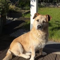 Daisy sucht ihr Für-immer-Zuhause 🐾, Hündin zur Adoption