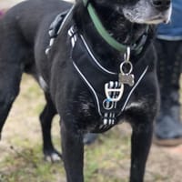 🐾 TEO sucht sein Für-immer-Zuhause 🐾, Hund zur Adoption