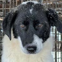 Wundervoller Ezra, Hund zur Adoption