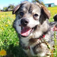 Hale wartet in 55432 Damscheid auf Dich!, Hund zur Adoption