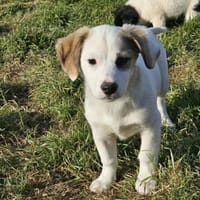 Smörre - wer schließt mich in sein Herz?, Hund zur Adoption