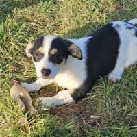 Java - Körbchen zum Träumen gesucht, Hündin zur Adoption