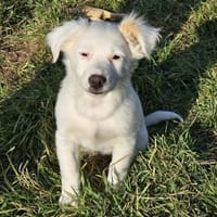 Fine - kleine Maus auf Körbchensuche, Hündin zur Adoption