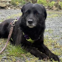 Maja - ruhige und sanfte Seele, Hündin zur Adoption