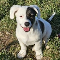 Nayeli - wartet irgendwo meine Familie?, Hündin zur Adoption