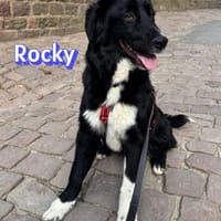 Rocky - freundlich und menschenbezogen, Hund zur Adoption