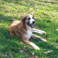 Sara- sensible, ruhige Hündin, Hündin zur Adoption