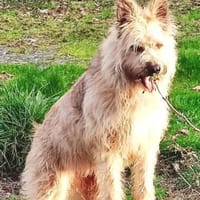 Nala möchte jetzt endlich genießen, Hündin zur Adoption