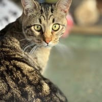 Akim - sucht neuen Wirkungskreis, Kater zur Adoption