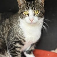 Taio der kleine Herzensbrecher, Kater zur Adoption