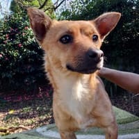 Toni, ein kleiner Herzensbrecher, Hund zur Adoption