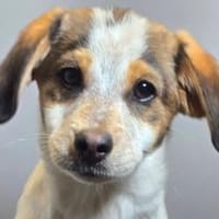 BRIXIE - entzückendes Bretonenädchen!, Hündin zur Adoption