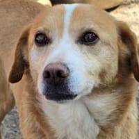 Ruby  sanfte Seele sucht ihr Zuhause!, Hündin zur Adoption