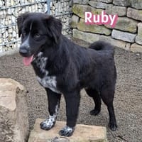 Ruby - freundlich und menschenbezogen, Hündin zur Adoption
