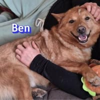 Vermittlungshilfe Ben; Unternesselbach, Hund zur Adoption