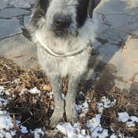 Melenios - wem darf er das Herz stehlen?, Hund zur Adoption