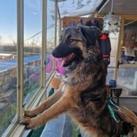 Livia; menschenbezogene Kuschelkönigin, Hündin zur Adoption