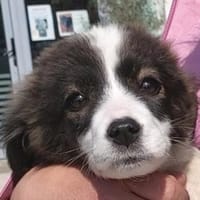 Padma - kleine, große Kämpferin, Hündin zur Adoption