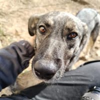 Zarah, komm unter meine Decke, Hündin zur Adoption