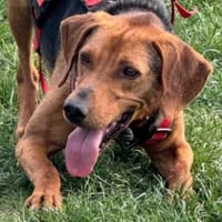 Toller Bracke SNICKER sucht ein Zuhause, Hund zur Adoption