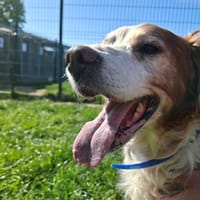 LANZO, chien à adopter