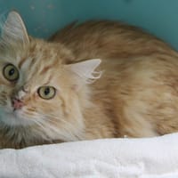 AZÉLIE, chatte à adopter