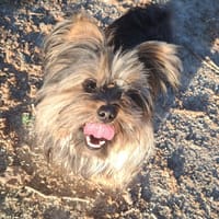 GINNY, chienne à adopter