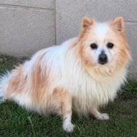 Nino CAA15150, chien à adopter