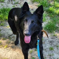 AKIRO, chien à adopter