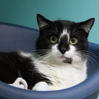SOLI, chat à adopter