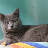 MINO, chat à adopter