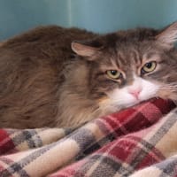 PUMBA, chat à adopter