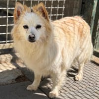 Mozza CAA15149, chienne à adopter