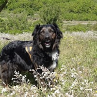 Tania, chienne à adopter