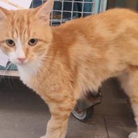 MOUSTACHE, chat à adopter